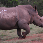 Raging Rhino Megaways
